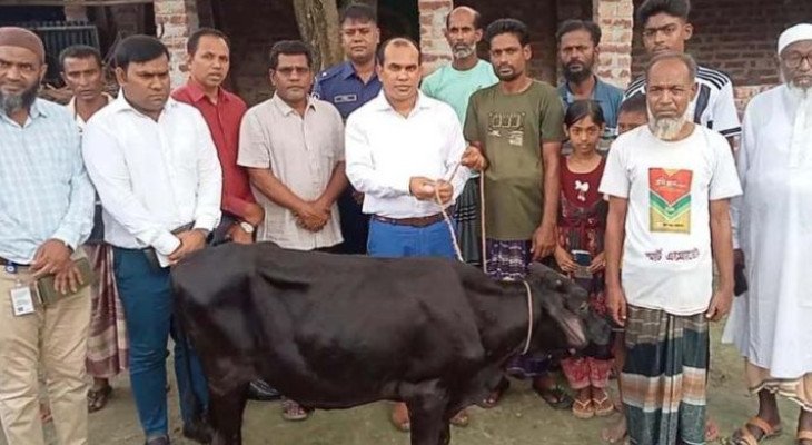 প্রতিমন্ত্রীর গাড়ির ধাক্কায় নিহত ফিরোজার পরিবারকে গাভী দিল উপজেলা প্রশাসন